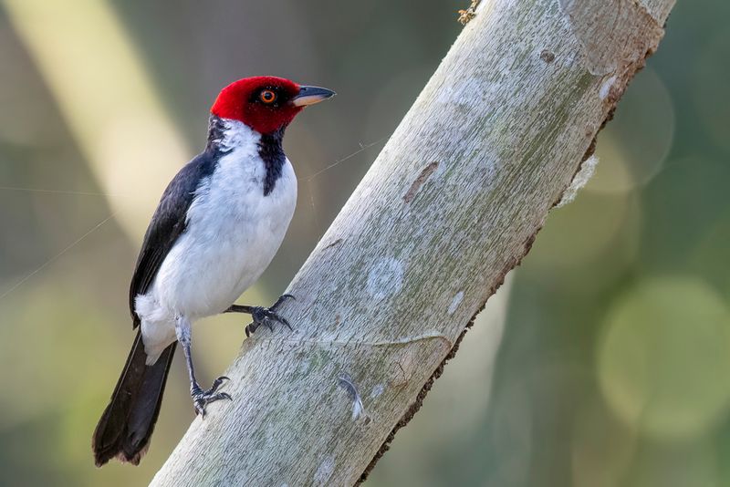 Red-capped Cardinal
