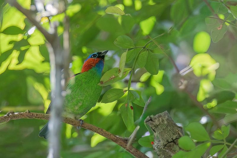 Red-necked Tanager