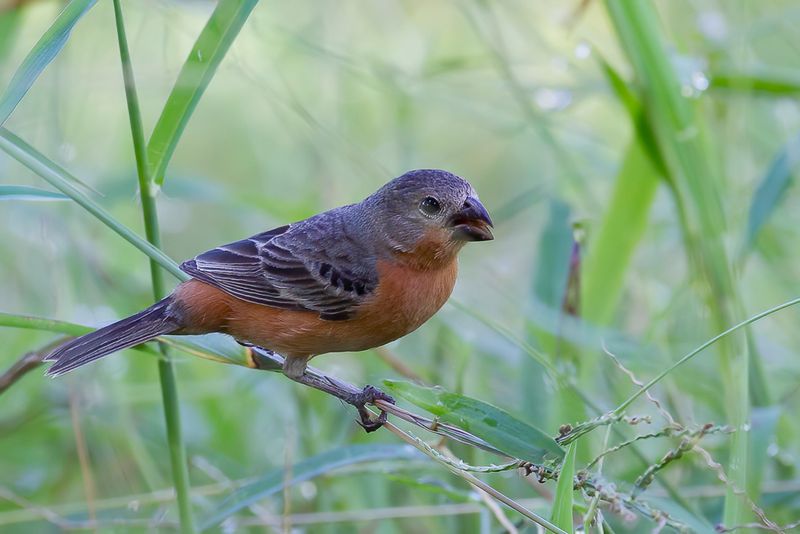 Ruddy-breasted Seedeater (m)