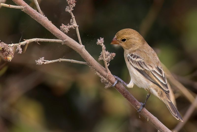 Ruddy-breasted Seedeater (f)