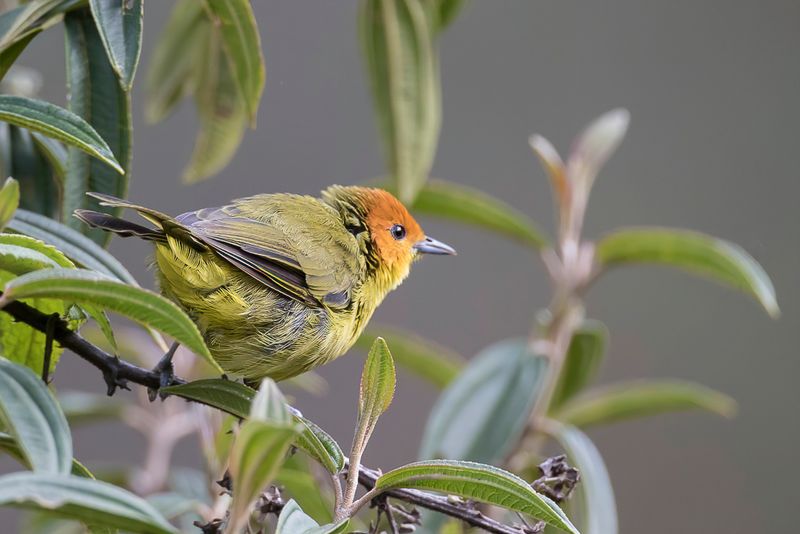Rust-and-yellow Tanager