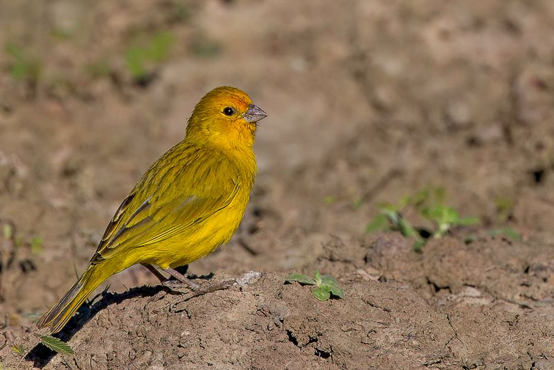 Saffron Finch