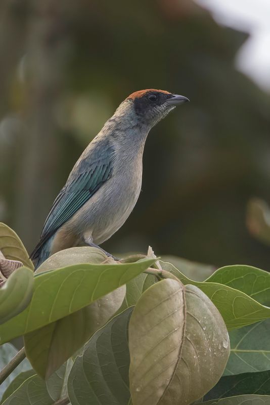 Scrub Tanager