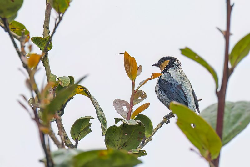 Silver-backed Tanager (m)