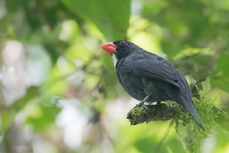 Slate-colored Grosbeak