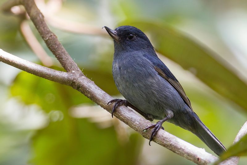 Slaty Flowerpiercer
