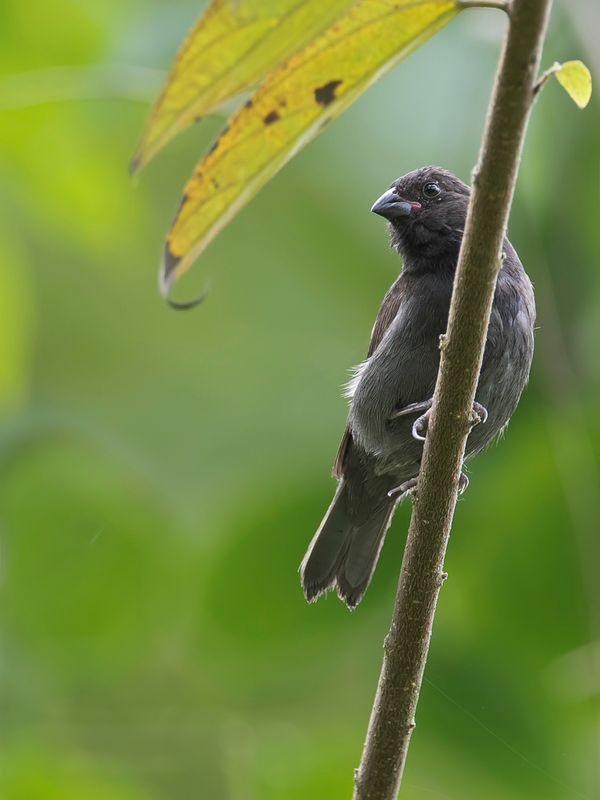 Sooty Grassquit (m)