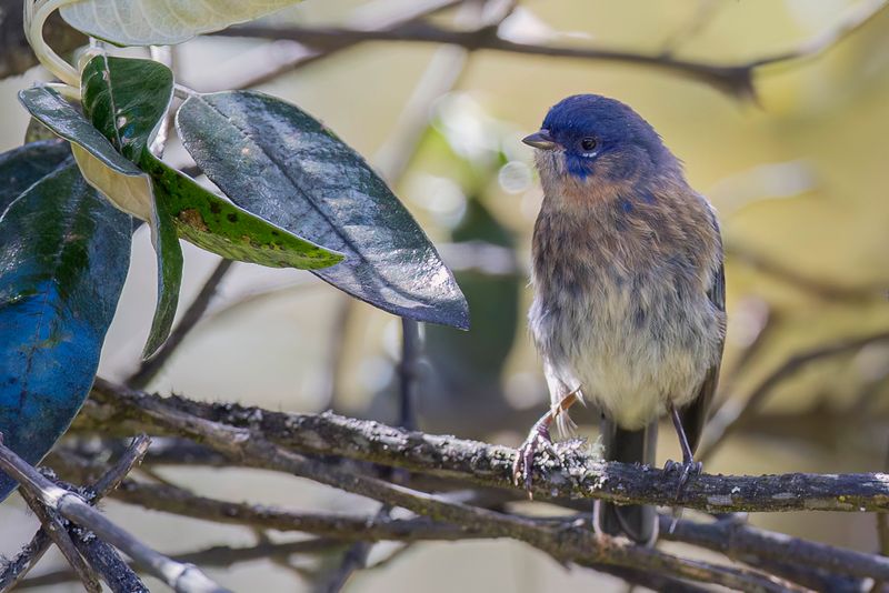 Streaked Dacnis