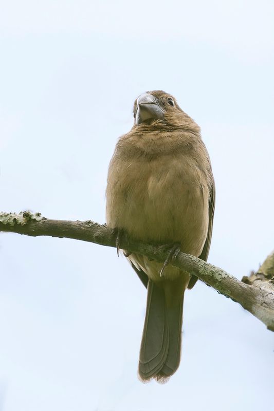 Thick-billed Seed Finch (f)