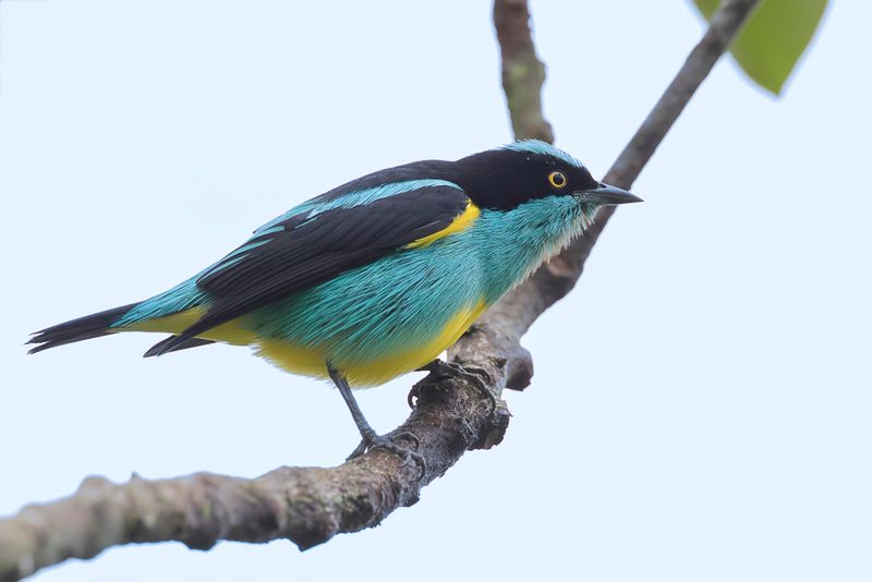 Black-faced Dacnis