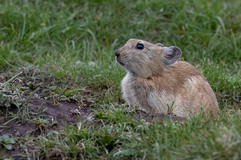 Plateau pika