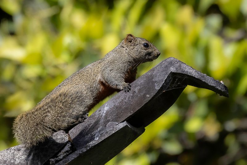 Pallas's squirrel