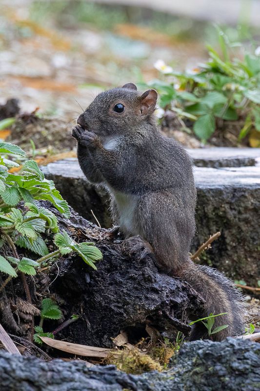 Perny's long-nosed squirrel