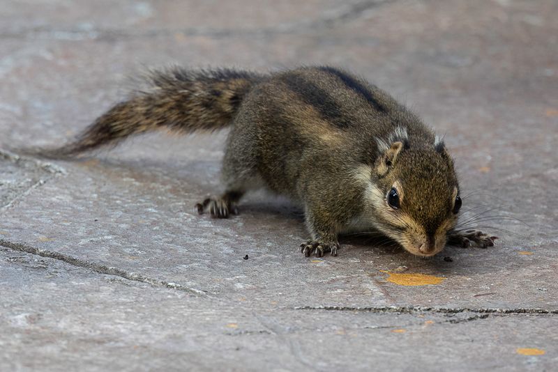 Swinhoe's  striped squirrel