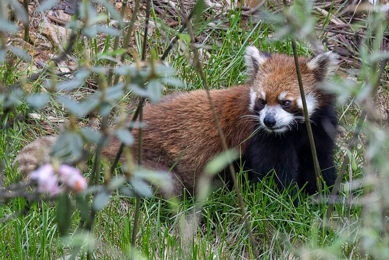 Red panda