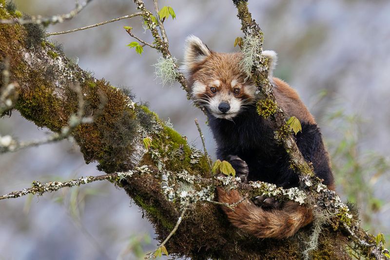 Mammals of China