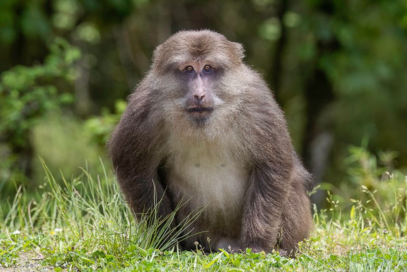 Tibetan macaque
