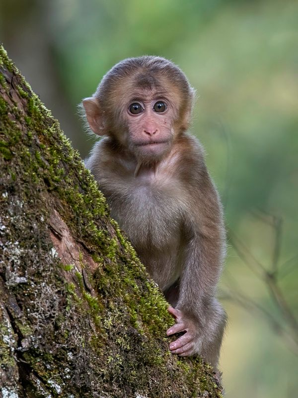 Tibetan macaque