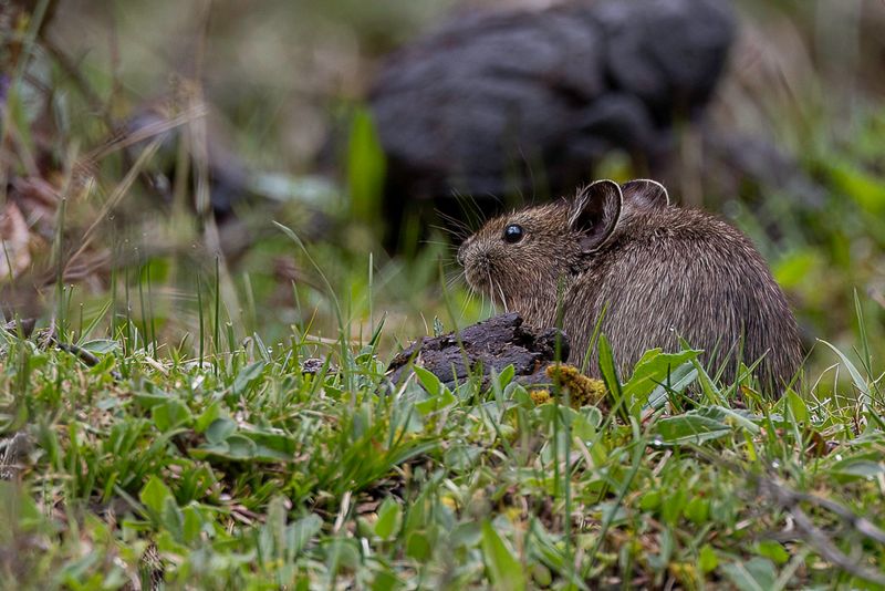 Thomas's pika