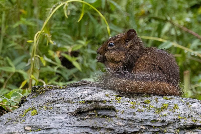 Pere David's rock squirrel