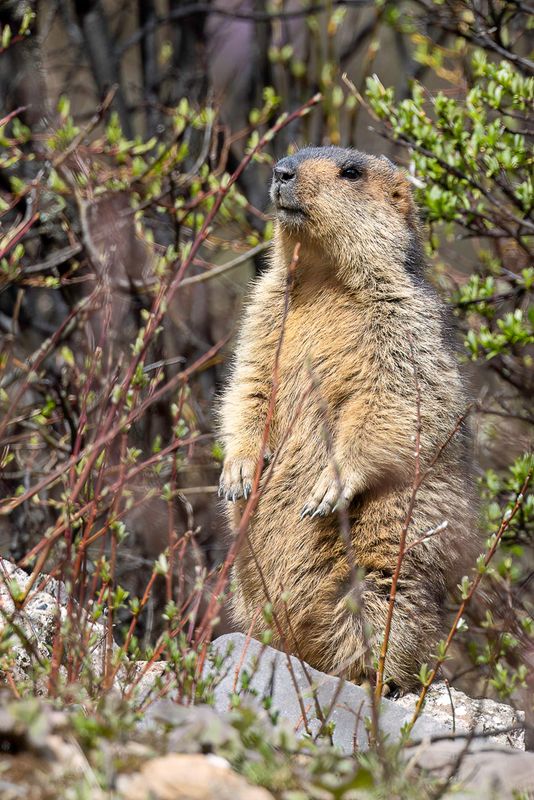 Mammals of China
