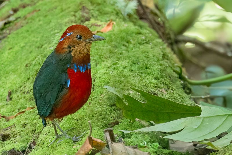 Blue-banded Pitta