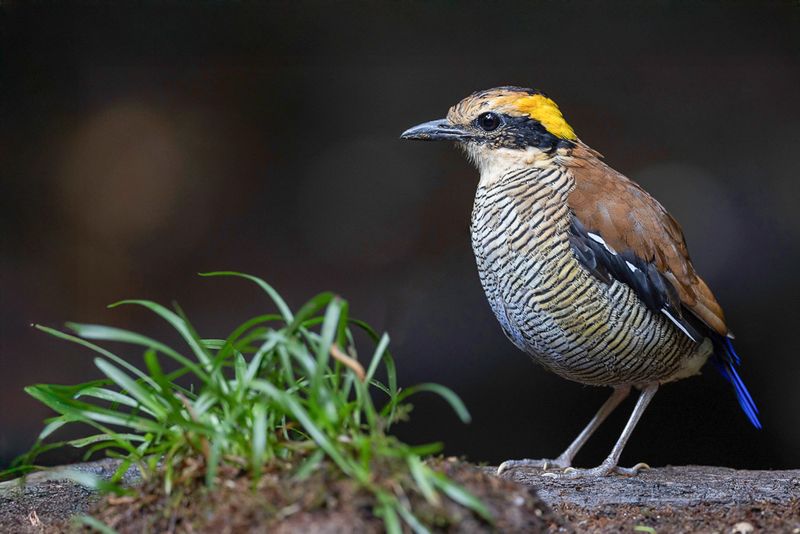Bornean Banded Pitta (f)