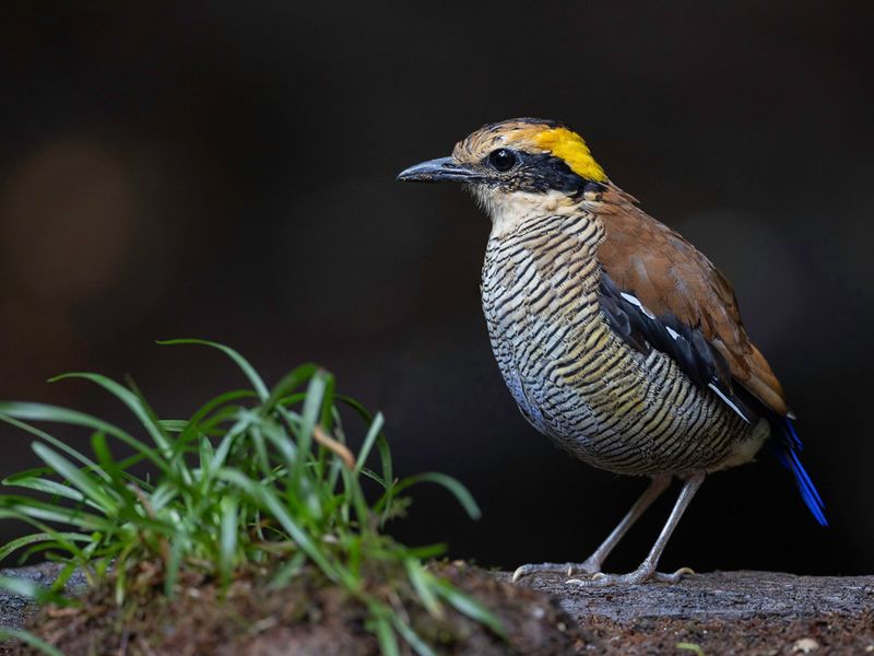 Bornean Banded Pitta (f)