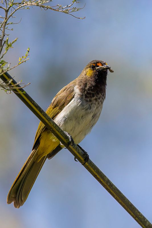 Orange-spotted Bulbul