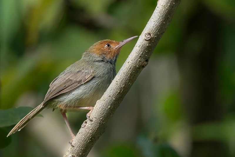 Olive-backed Tailorbird