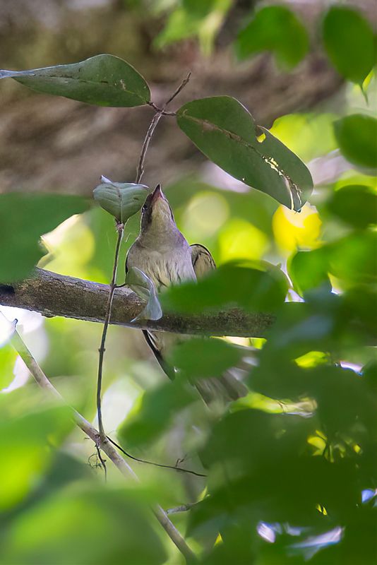 Malaysian Honeyguide
