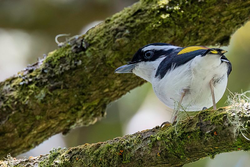 Birds of Bali and East Java 2024