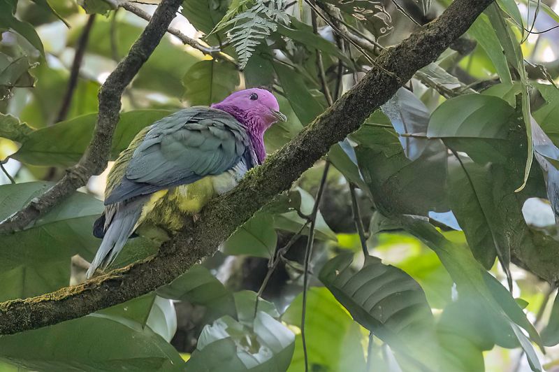 Pink-headed Fruit Dove