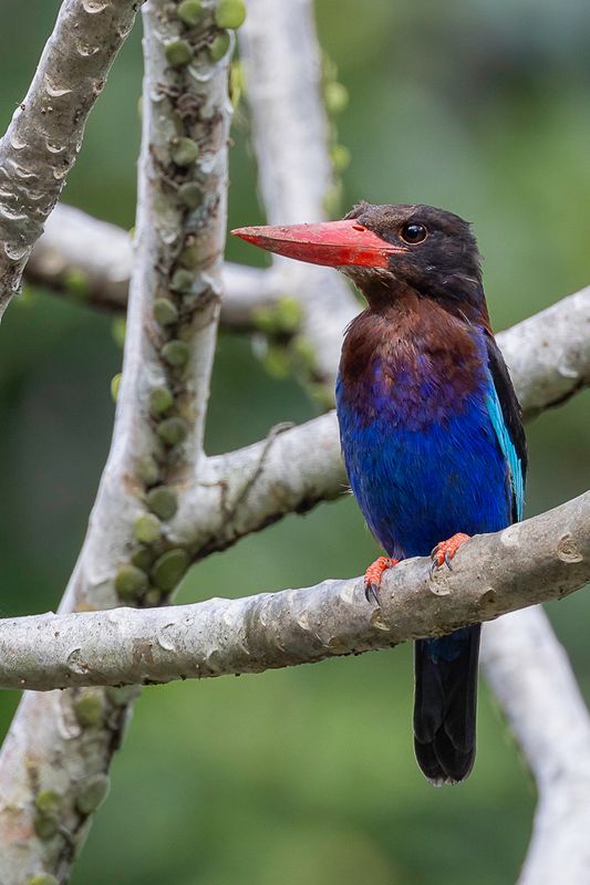 Javan Kingfisher