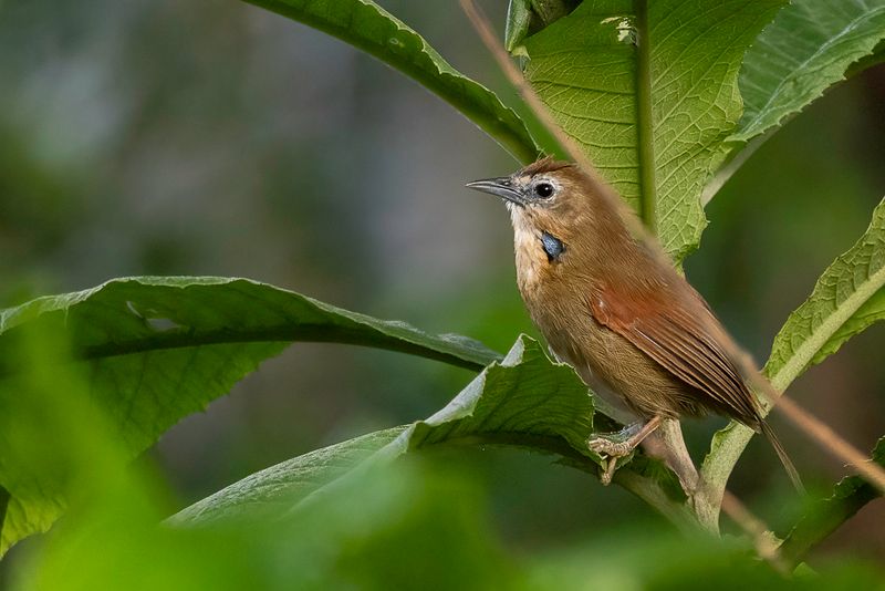Crescent-chested Babbler