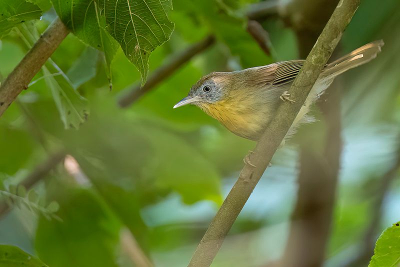 Grey-cheeked Tit-Babbler