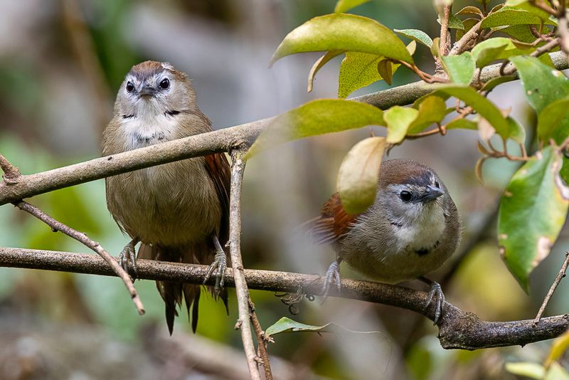 Crescent-chested Babbler