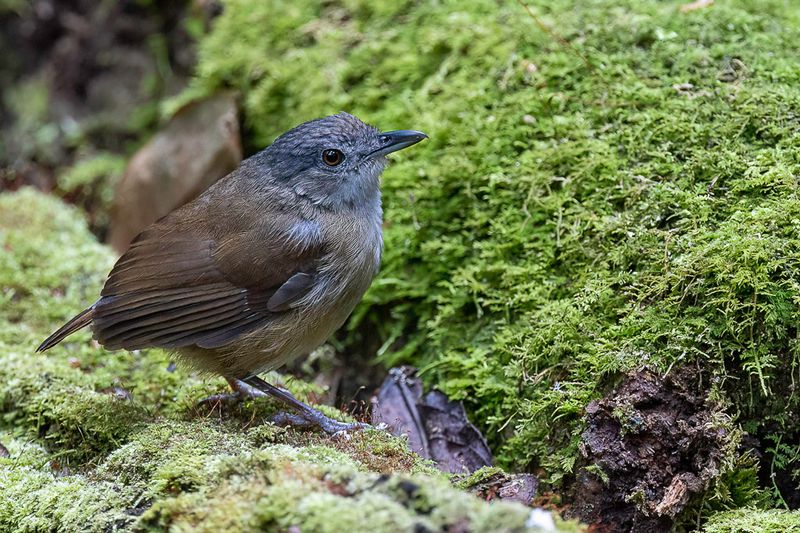 Horsfield's Babbler