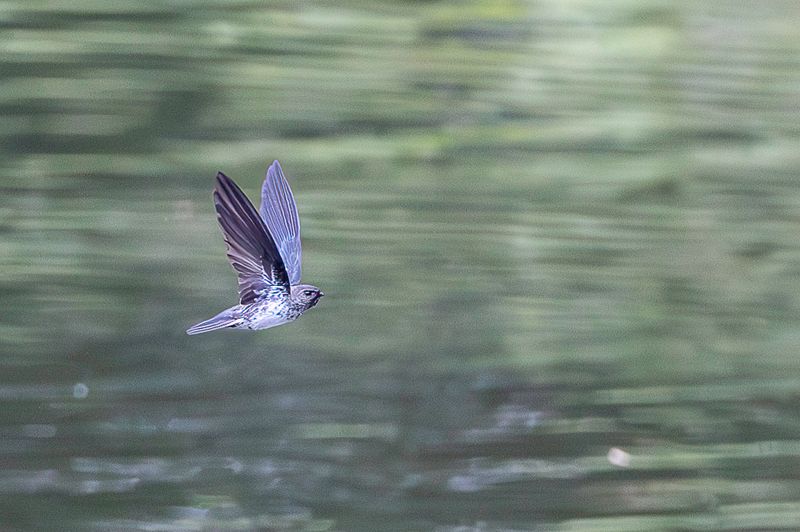 Linchi Swiftlet