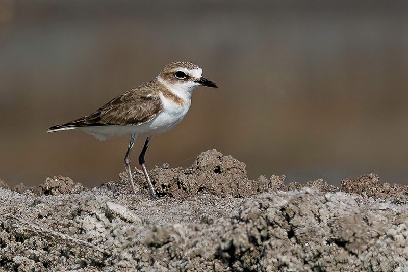 Javan Plover