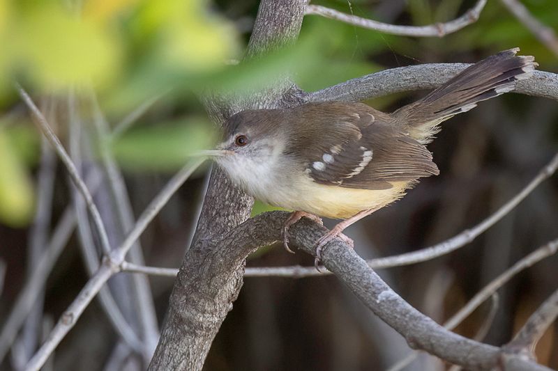 Bar-winged Prinia