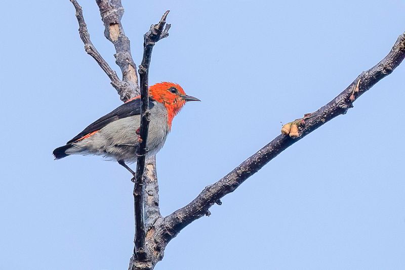 Scarlet-headed Flowerpecker (m)