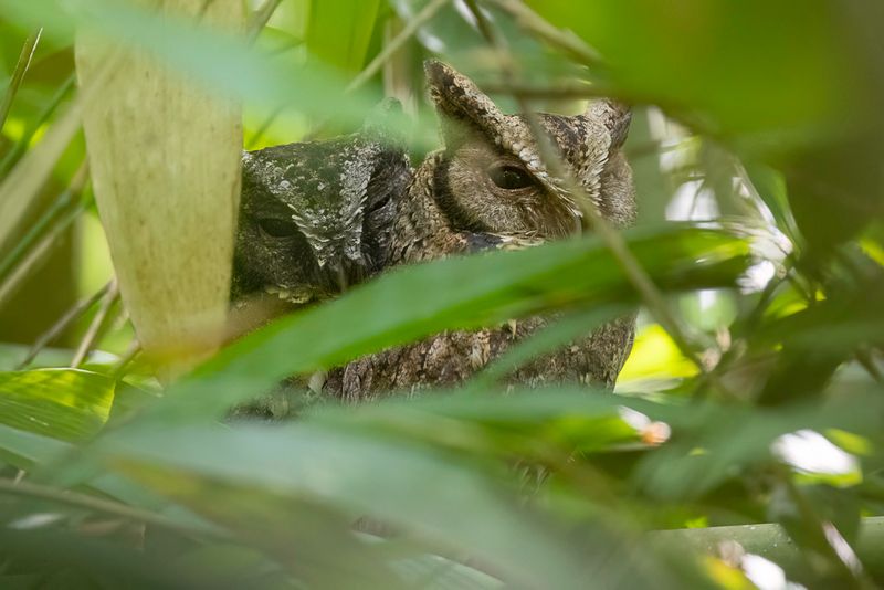 Sunda Scops Owl