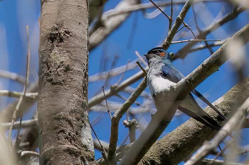 072 Hemiprocnidae - Treeswifts