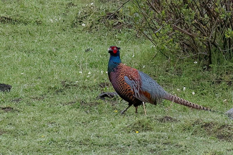 Common Pheasant (m)
