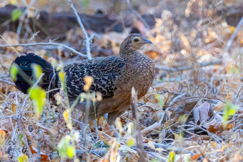 Green Junglefowl (f)