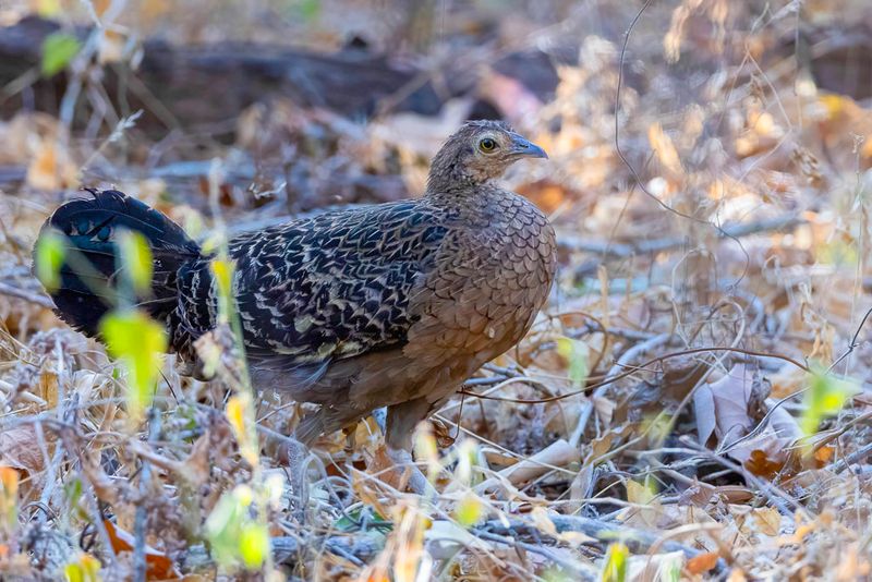 Green Junglefowl (f)