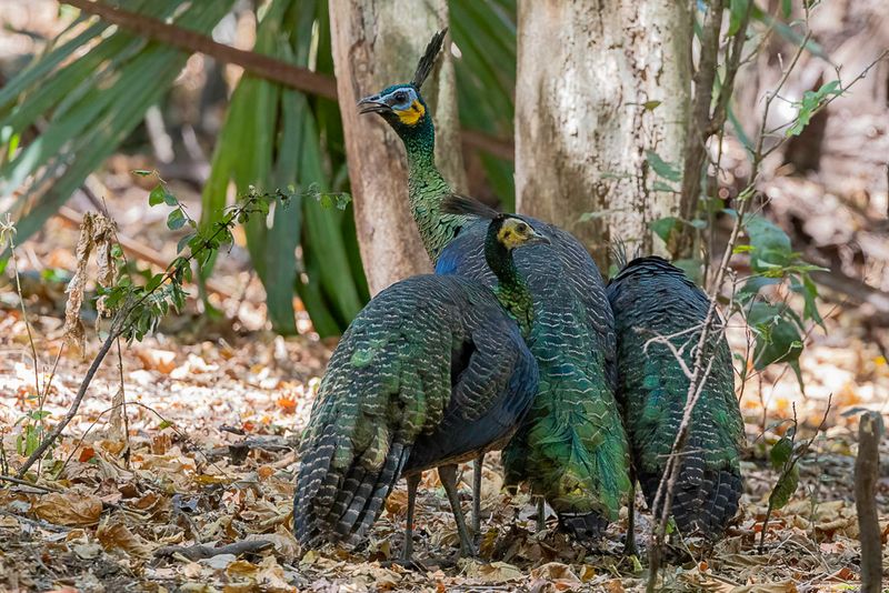 Green Peafowl (f)
