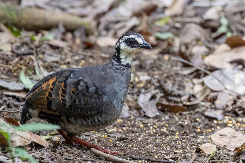 Grey-breasted Partridge