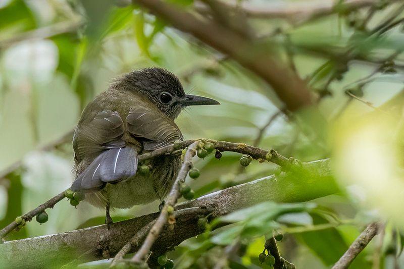 Javan Bulbul